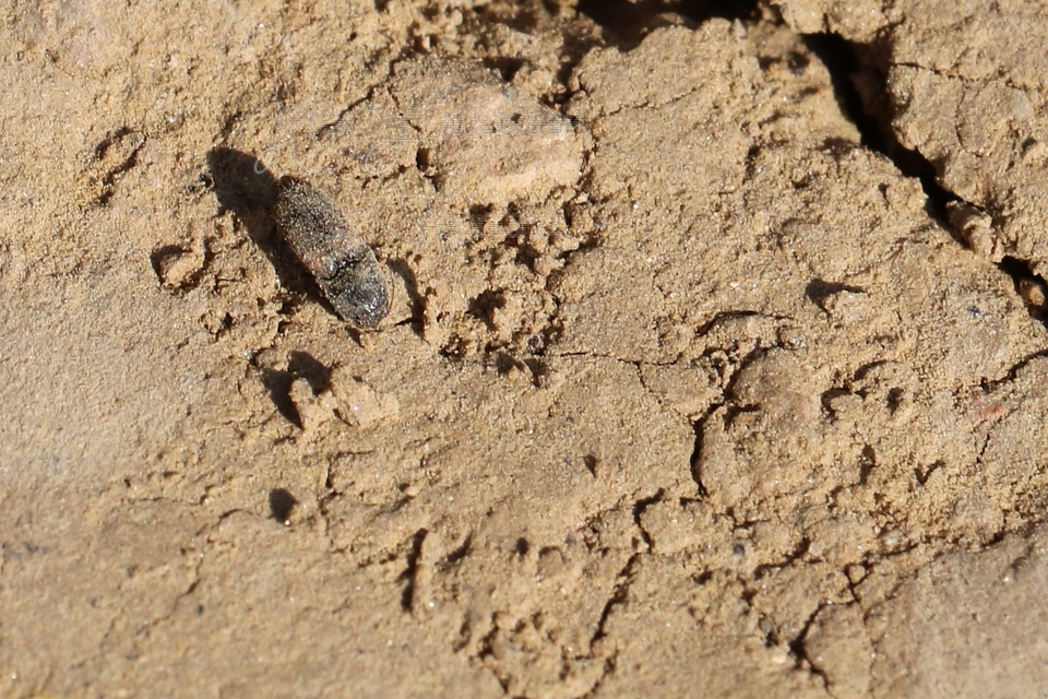 Drasterius bimaculatus - változékony pattanó