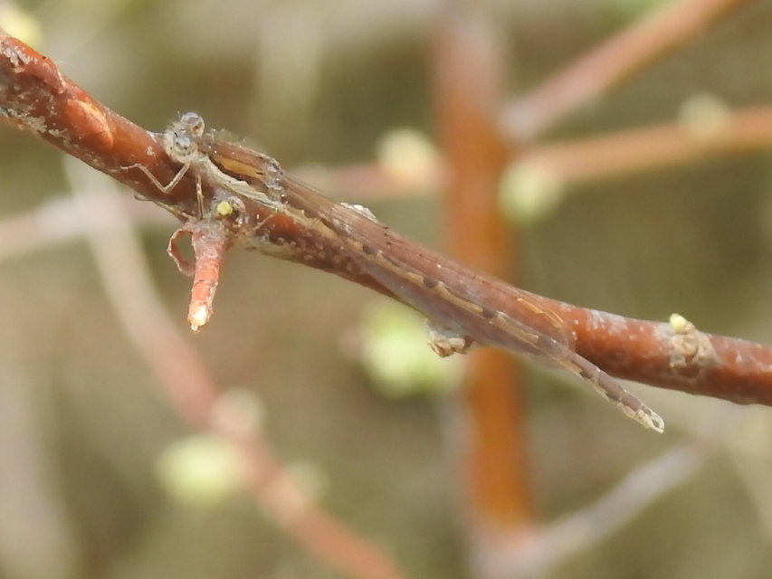 Sympecma fusca - téli rablószitakötő