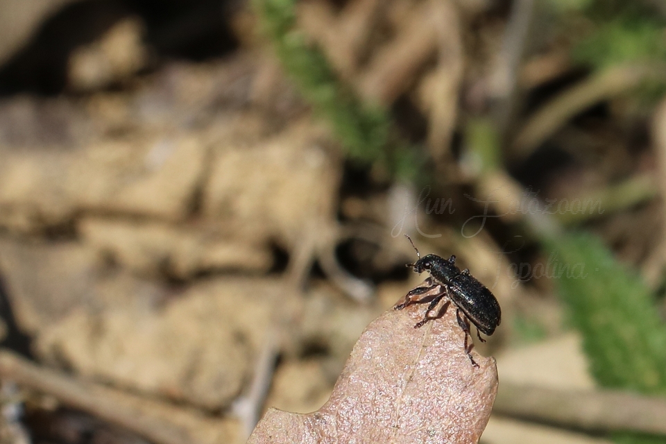 Sitona sulcifrons argutulus - szegélyes csipkézőbogár