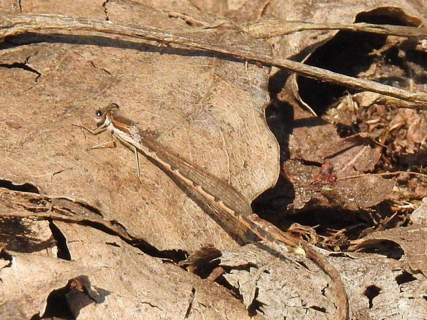 Sympecma fusca - téli rablószitakötő