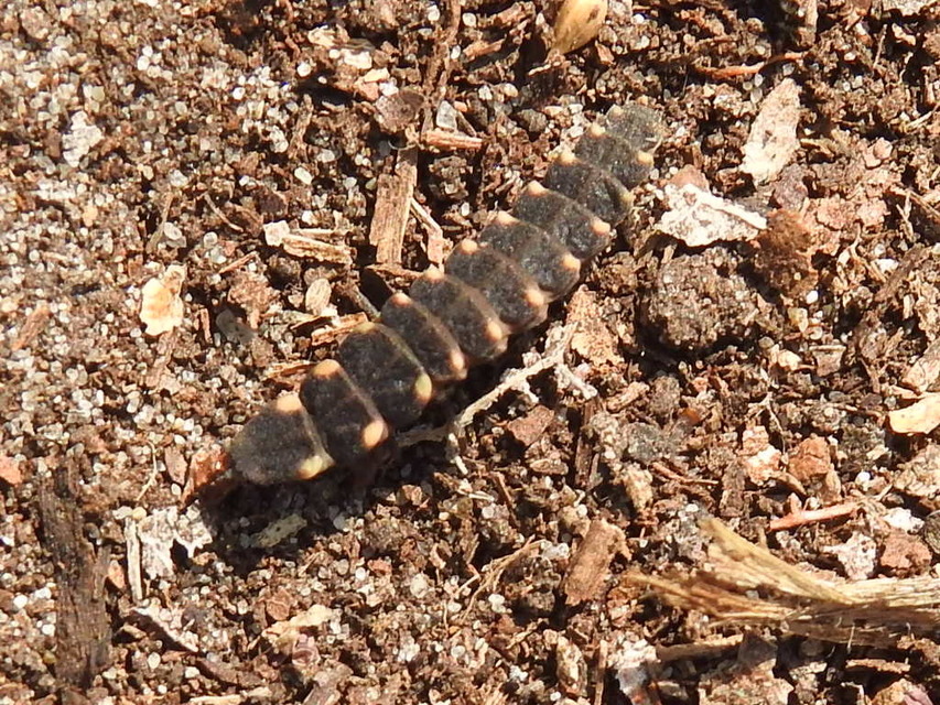 Lampyris noctiluca - nagy szentjánosbogár