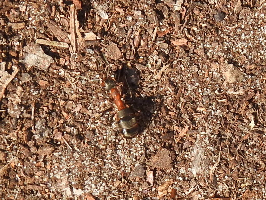 Formica