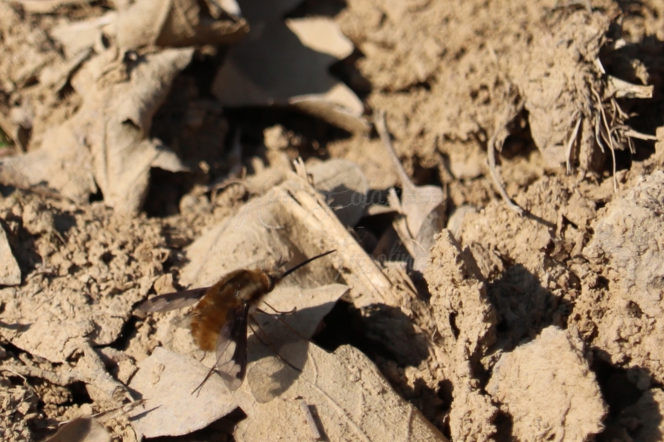 Bombylius major - szegélyes pöszörlégy