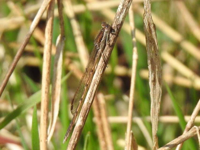 Sympecma fusca - téli rablószitakötő