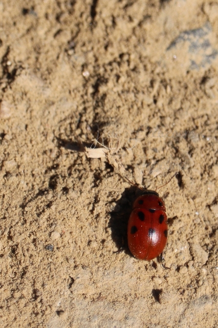 Gonioctena fornicata - közönséges lucernabogár