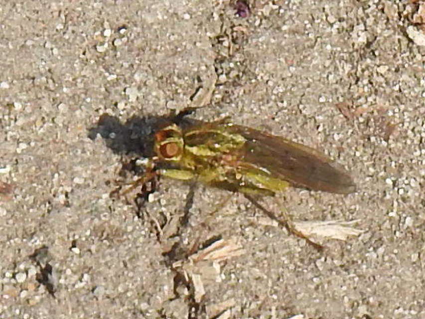 Scathophaga