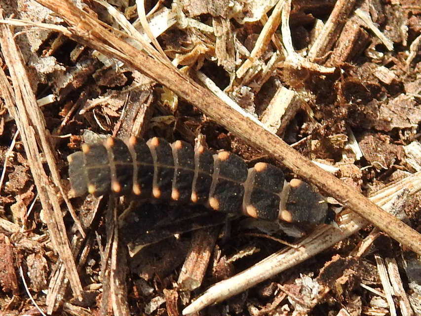 Lampyris noctiluca - nagy szentjánosbogár
