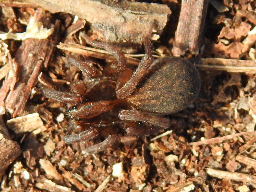 Trochosa