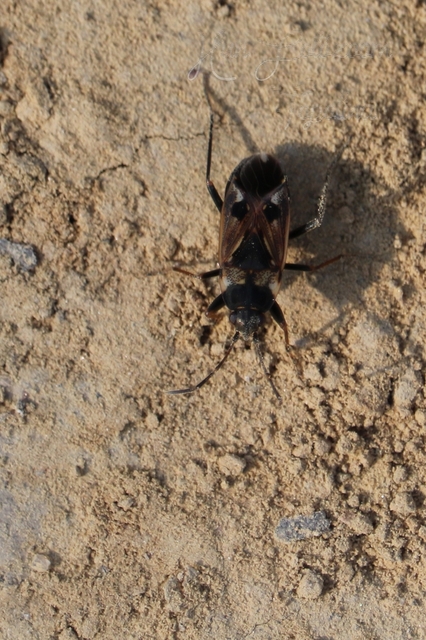 Rhyparochromus vulgaris - közönséges díszesbodobács