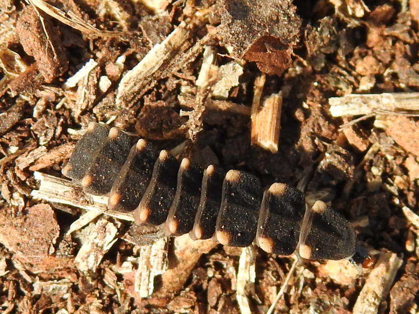 Lampyris noctiluca - nagy szentjánosbogár