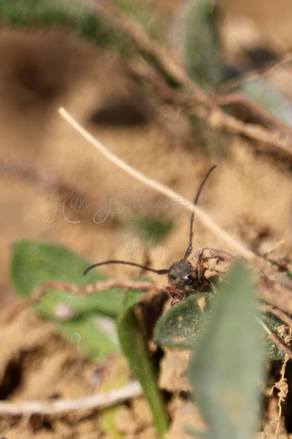 Phytoecia pustulata - parányi fűcincér