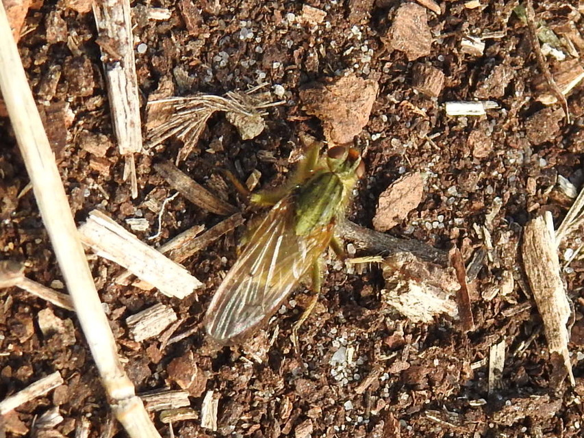 Scathophaga stercoraria - közönséges trágyalégy