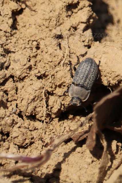 Opatrum sabulosum - sároshátú gyászbogár