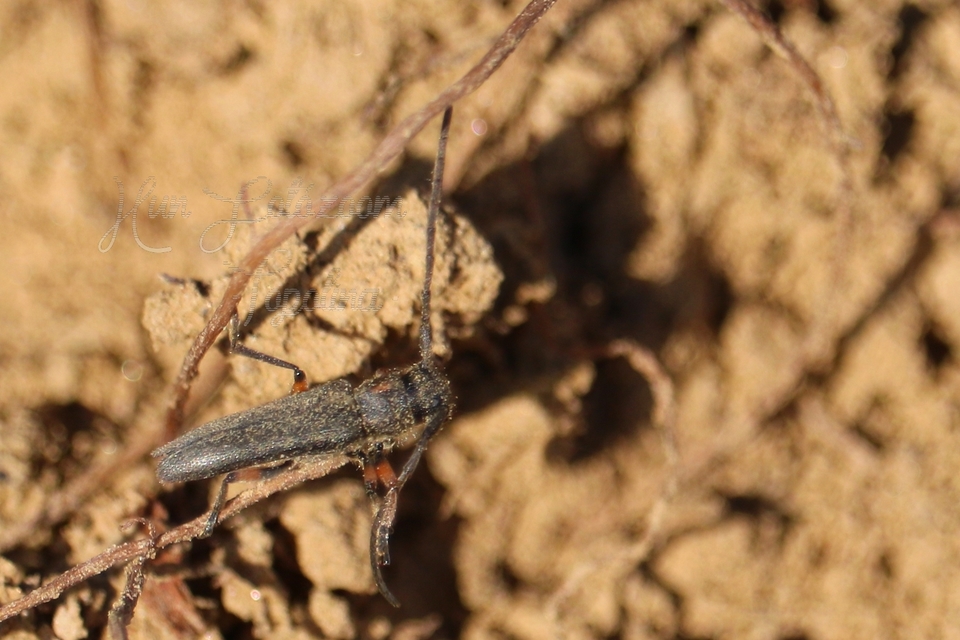 Phytoecia pustulata - parányi fűcincér