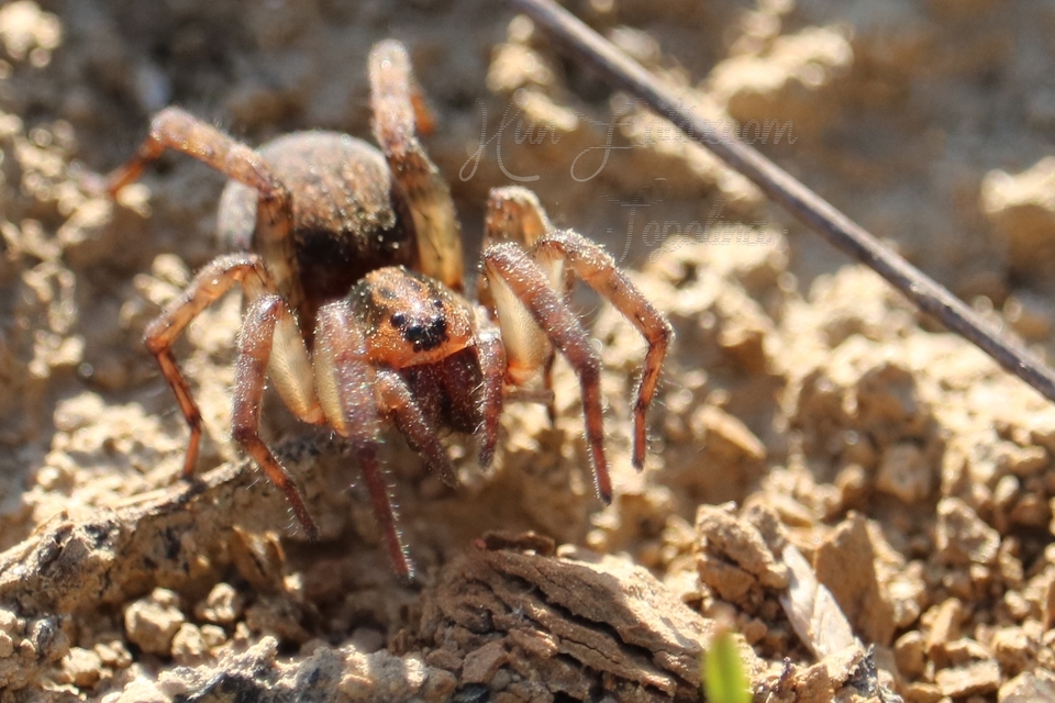 Trochosa