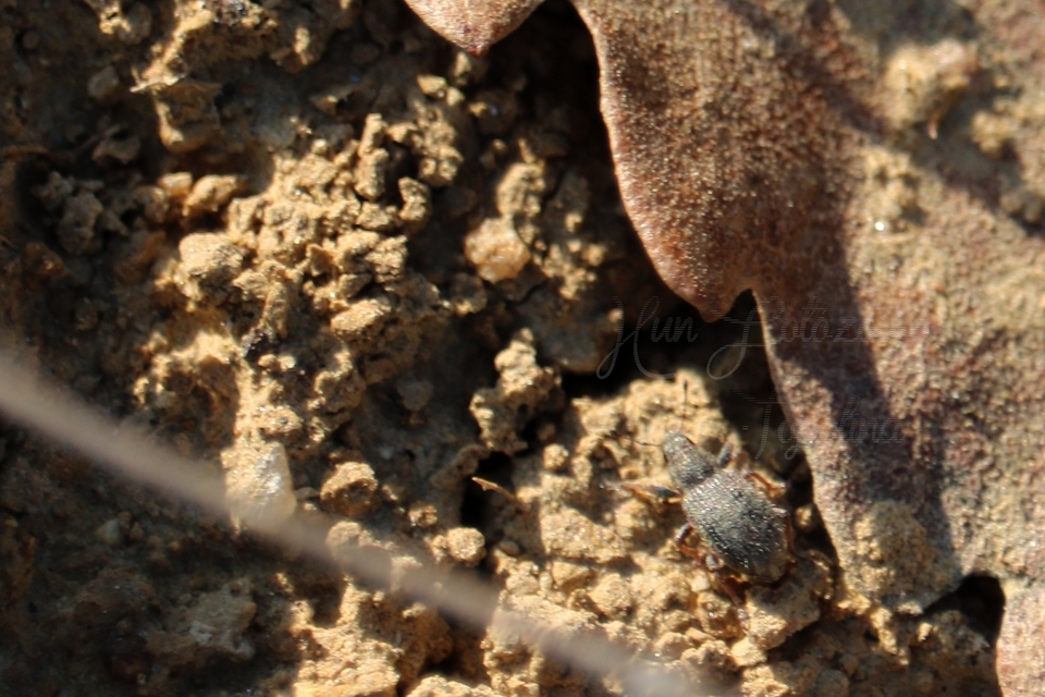 Sitona hispidulus - szőrös csipkézőbogár