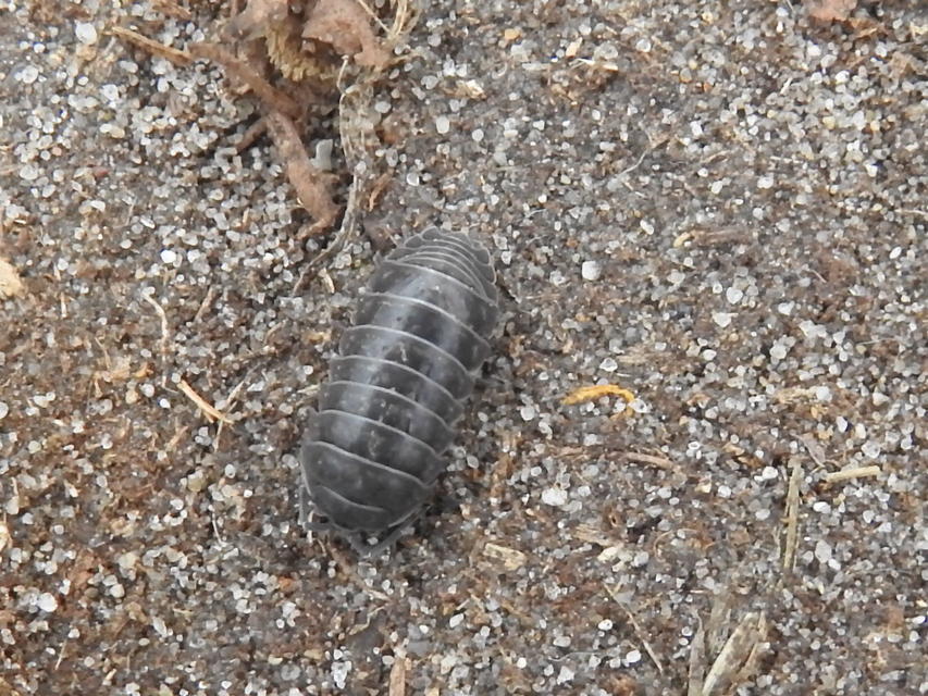 Armadillidium vulgare - szürke gömbászka