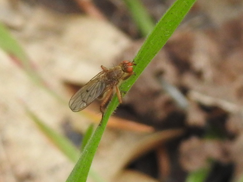 Scathophaga
