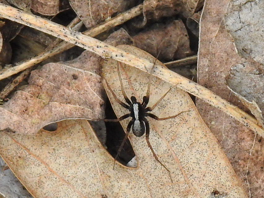Pardosa alacris/lugubris