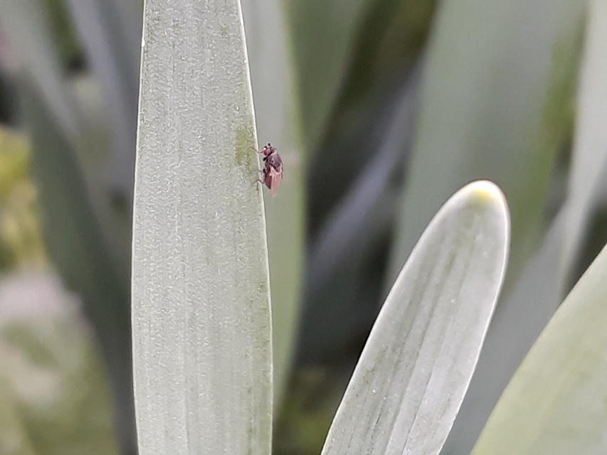 Sphaeroceridae - trágyalegyek