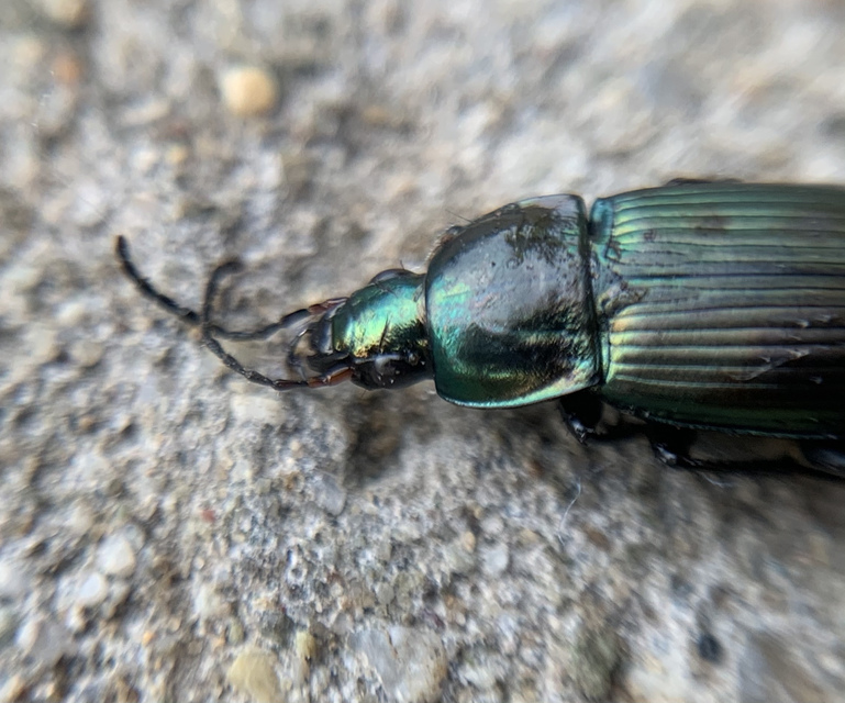 Poecilus versicolor - smaragd-gyászfutó