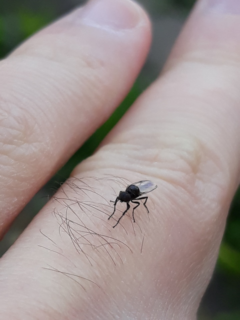 Bibionidae - bársonylegyek