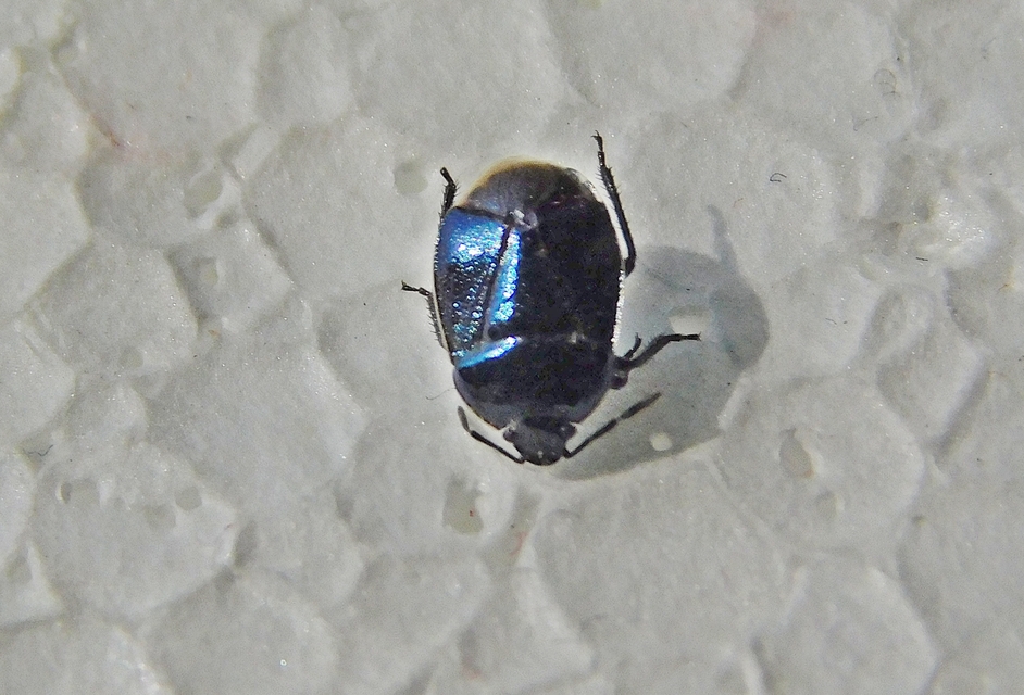 Zicrona caerulea - acélkék poloska Zicrona caerulea - acélkék poloska