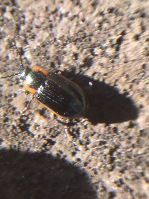 Prasocuris marginella - szegélyes boglárkalevelész