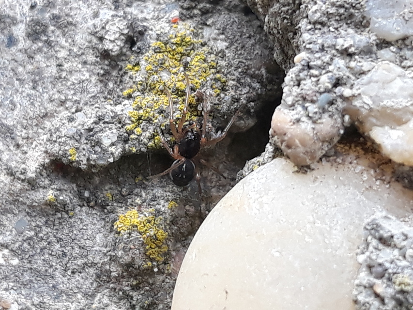 Pachygnatha degeeri