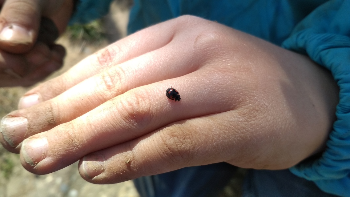 Exochomus quadripustulatus - négyfoltos szerecsenkata