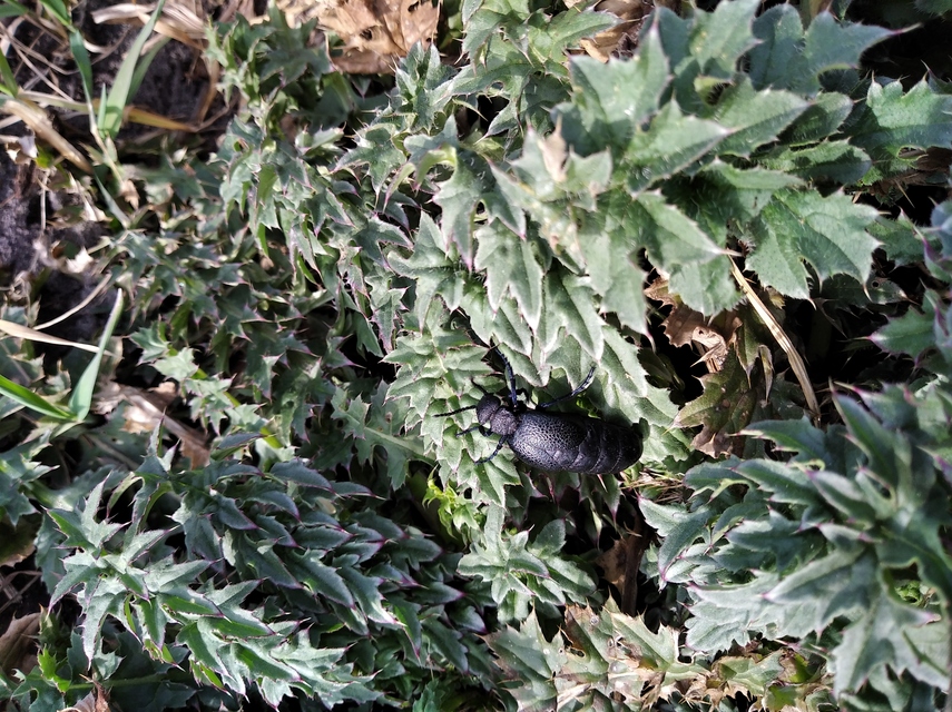 Meloe cicatricosus - óriásnünüke