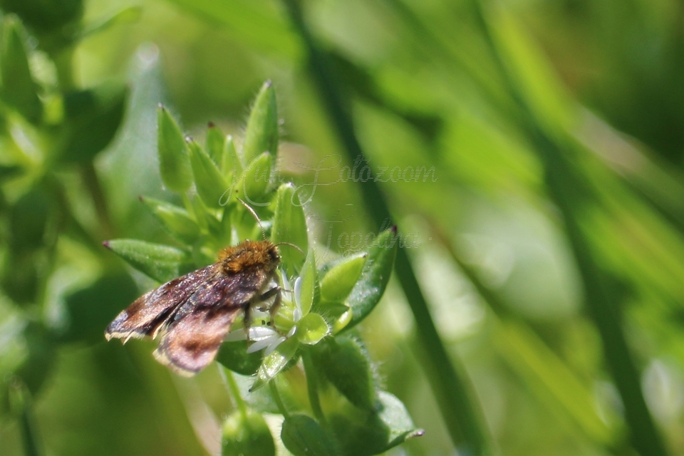 Panemeria tenebrata - apró sárgabagoly