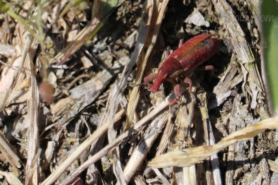 Lixus angustus - rövid dudvabarkó