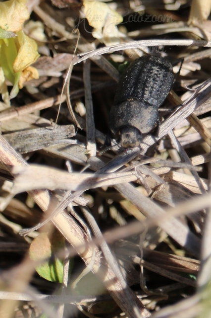 Opatrum sabulosum - sároshátú gyászbogár
