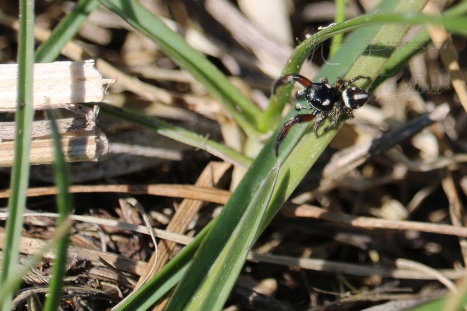 Pellenes nigrociliatus - csigás ugrópók