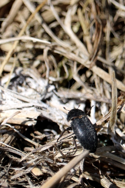 Dermestes laniarius - gyászos porva