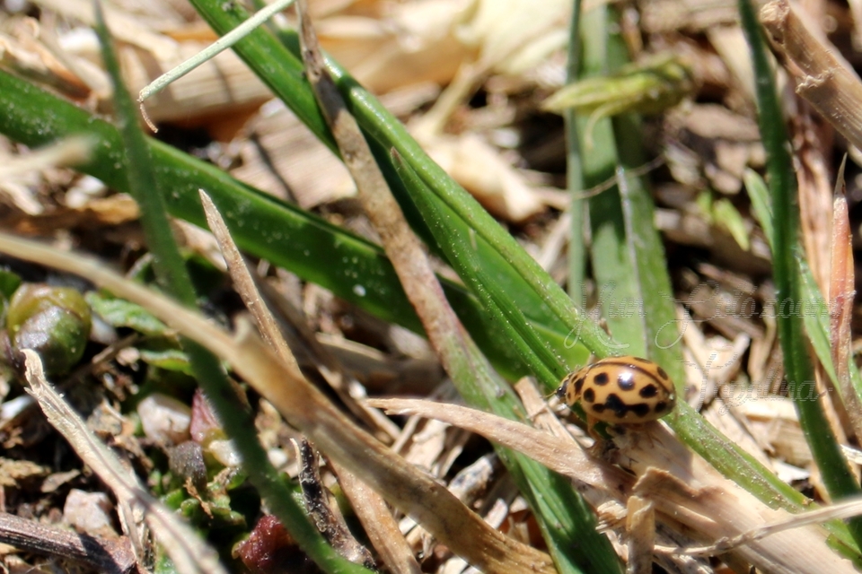 Tytthaspis sedecimpunctata - tizenhatpettyes katica