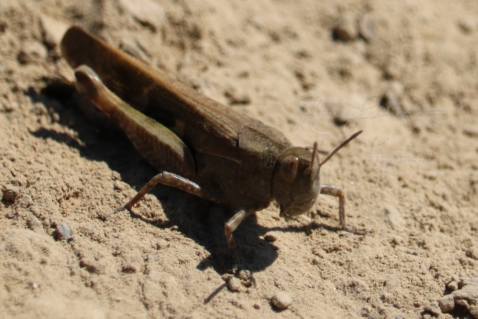 Aiolopus strepens - déli áttelelősáska