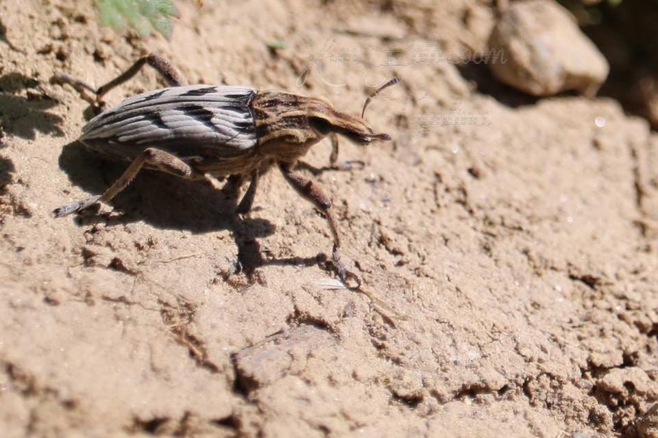 Coniocleonus nigrosuturatus - nyíljegyes barkó