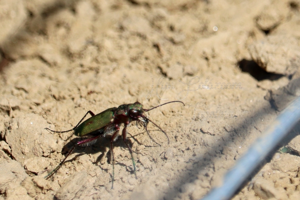 Cicindela campestris - mezei homokfutrinka