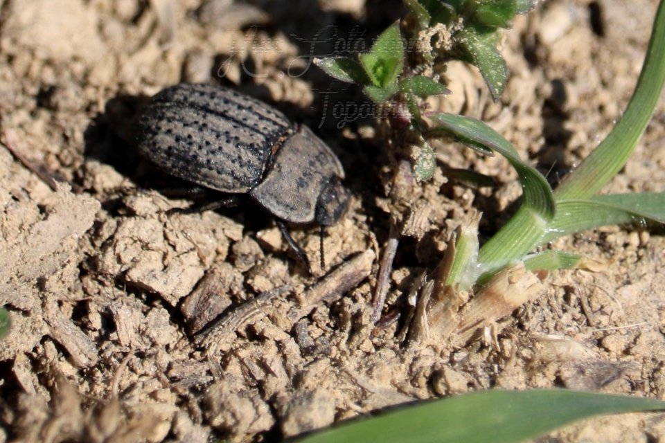 Opatrum sabulosum - sároshátú gyászbogár