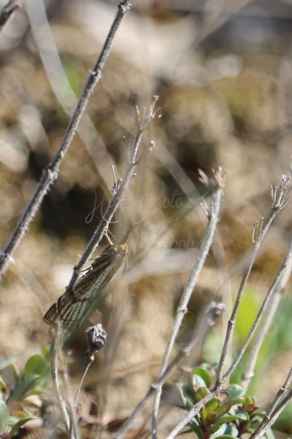 Thisanotia chrysonuchella - tavaszi fűgyökérmoly