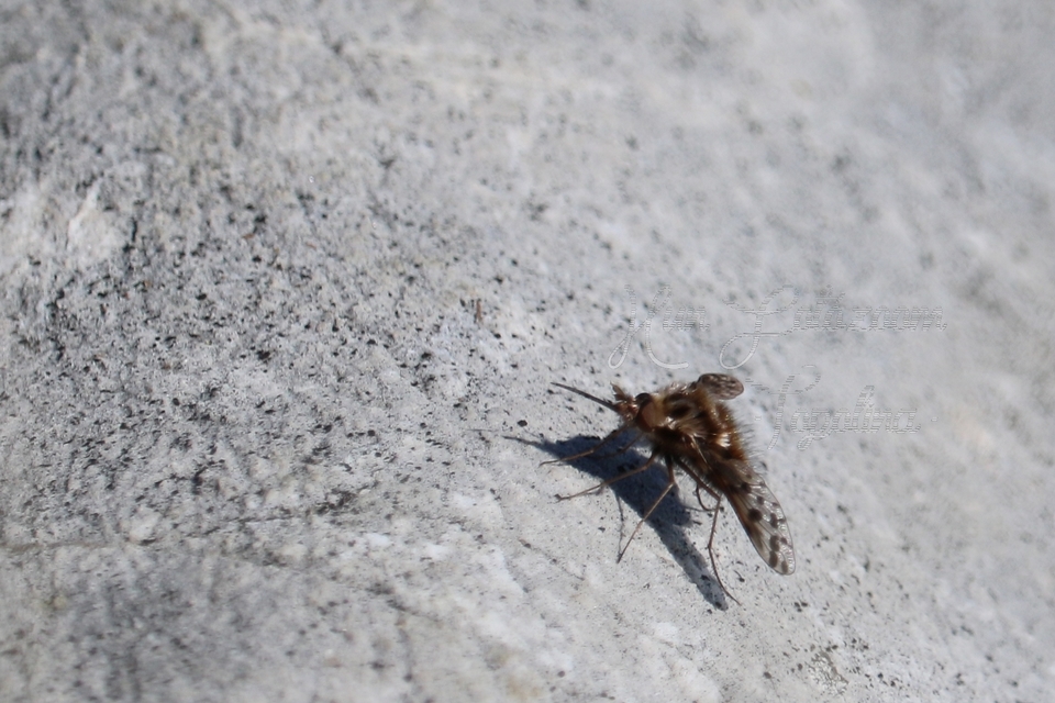 Triplasius pictus