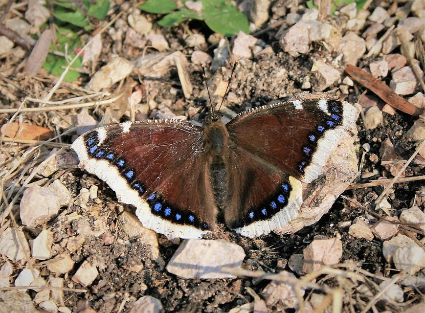 Nymphalis antiopa - gyászlepke