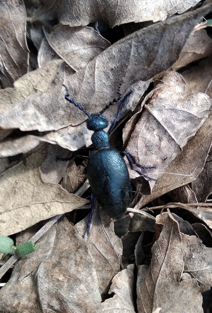 Meloe proscarabaeus - közönséges nünüke