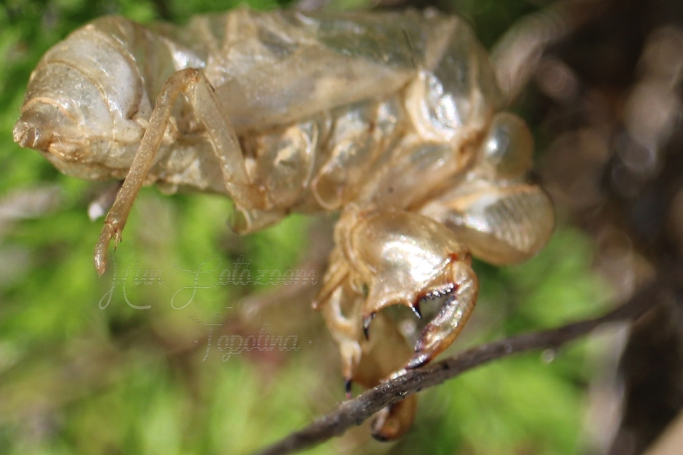 Cicadidae - énekeskabócák