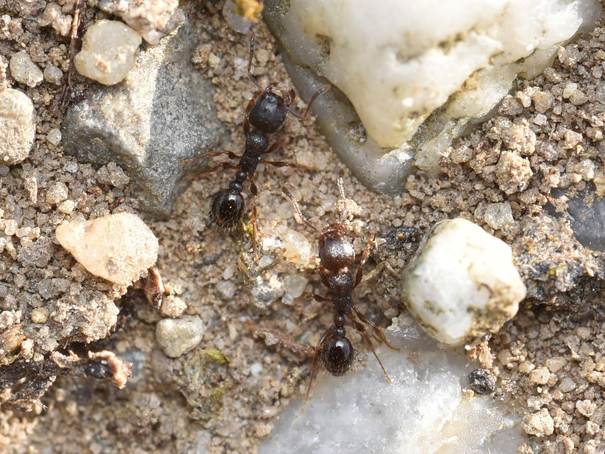 Tetramorium
