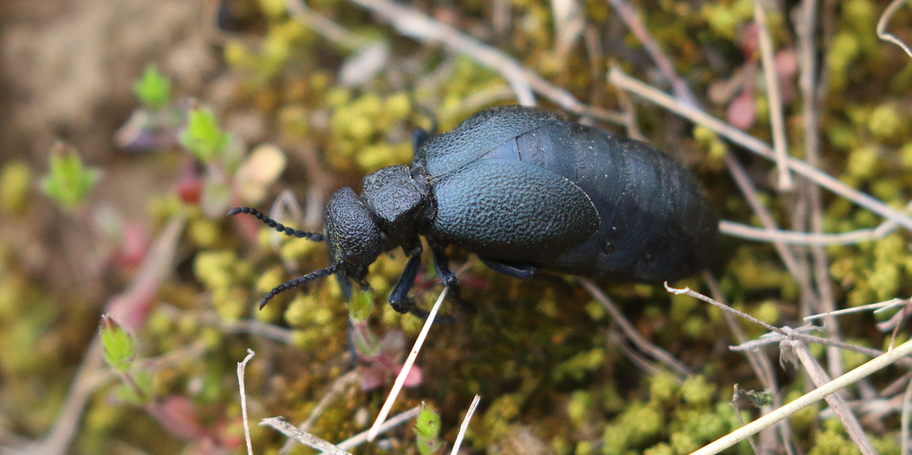 Meloe cicatricosus - óriásnünüke