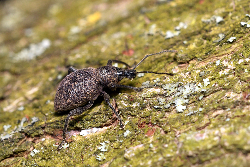 Otiorhynchus armadillo - katonás gyalogormányos