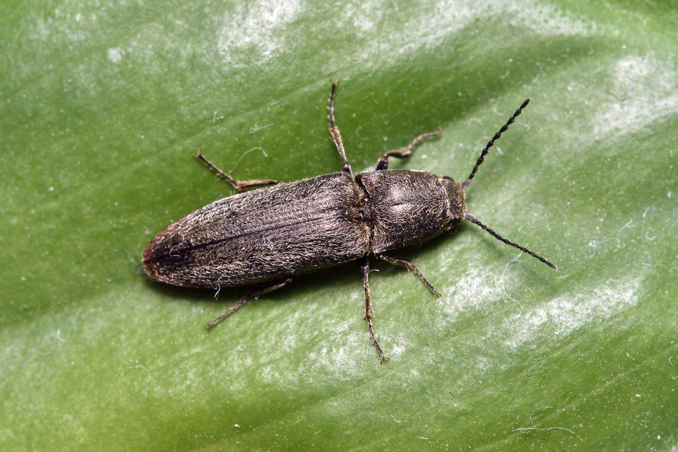 Cidnopus ruzenae - fémfekete pattanó